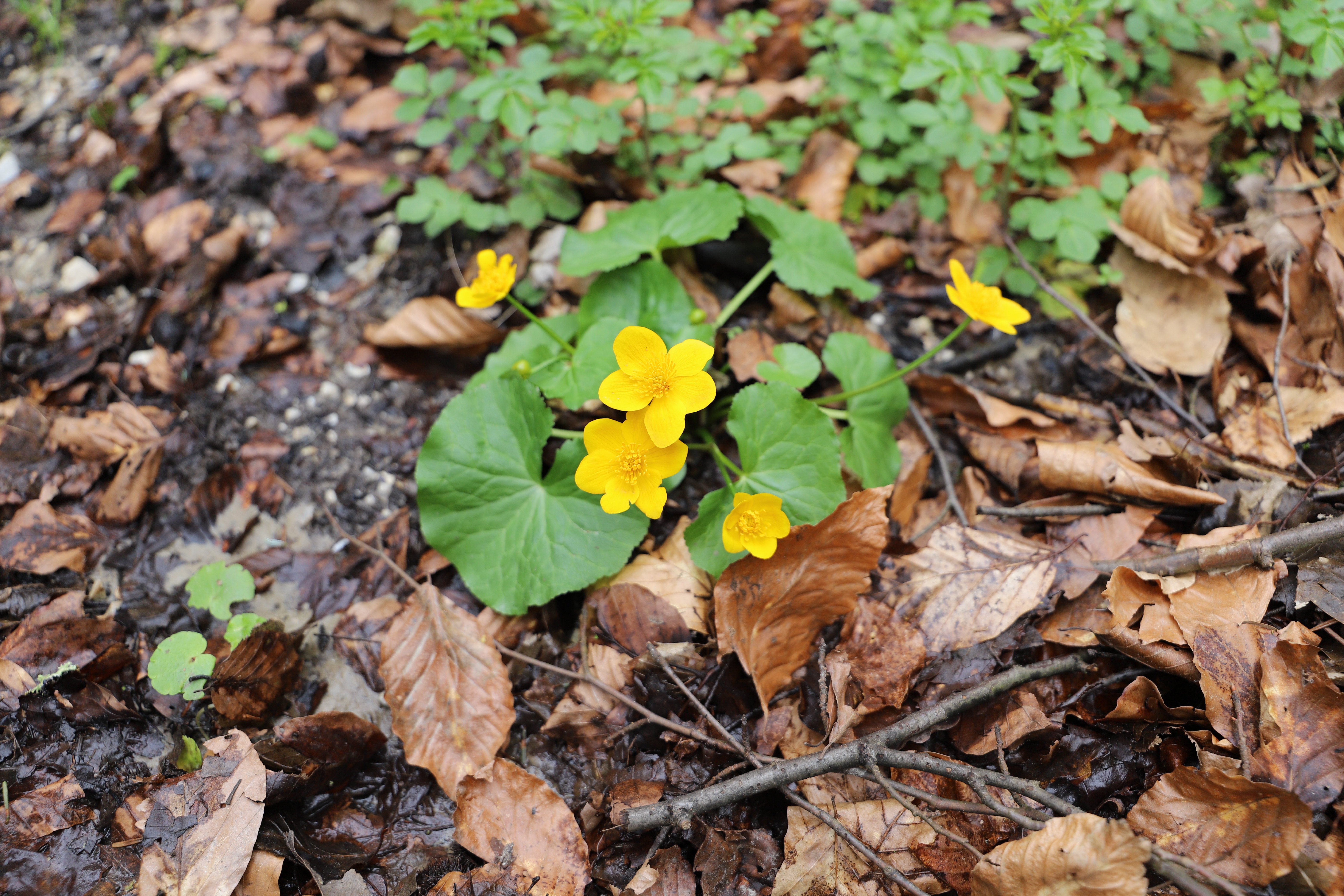 Caltha palustris