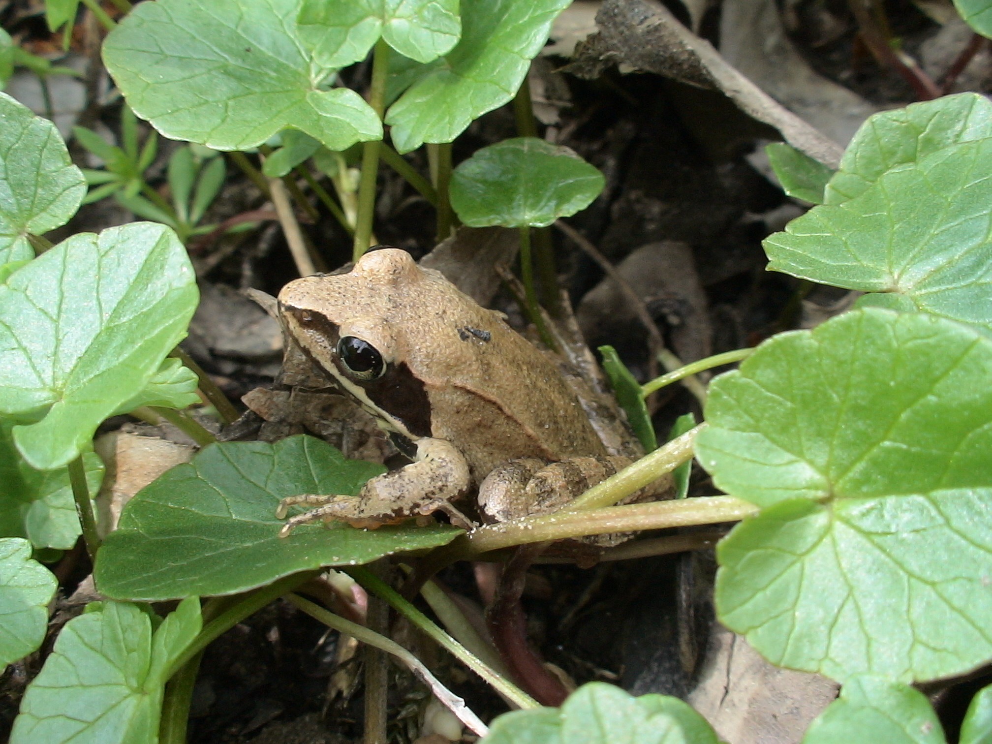 Šumsa smeđa žaba