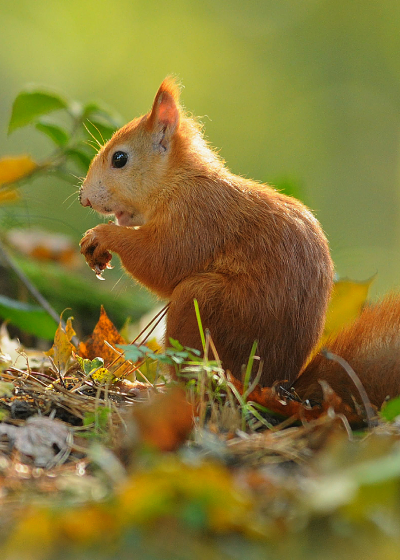 explore_fauna