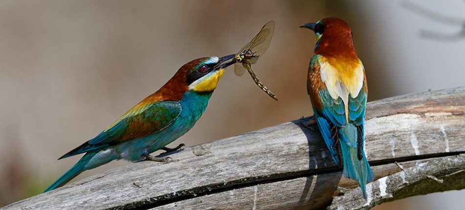 fauna