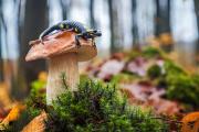 Join Our Biodiversity Workshop