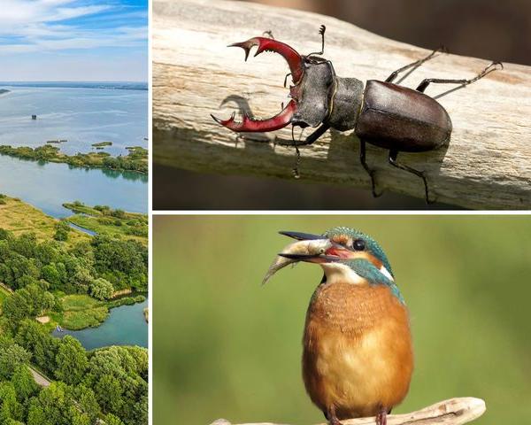 The Drava’s Ecosystem: A Lesson in Environmental Balance