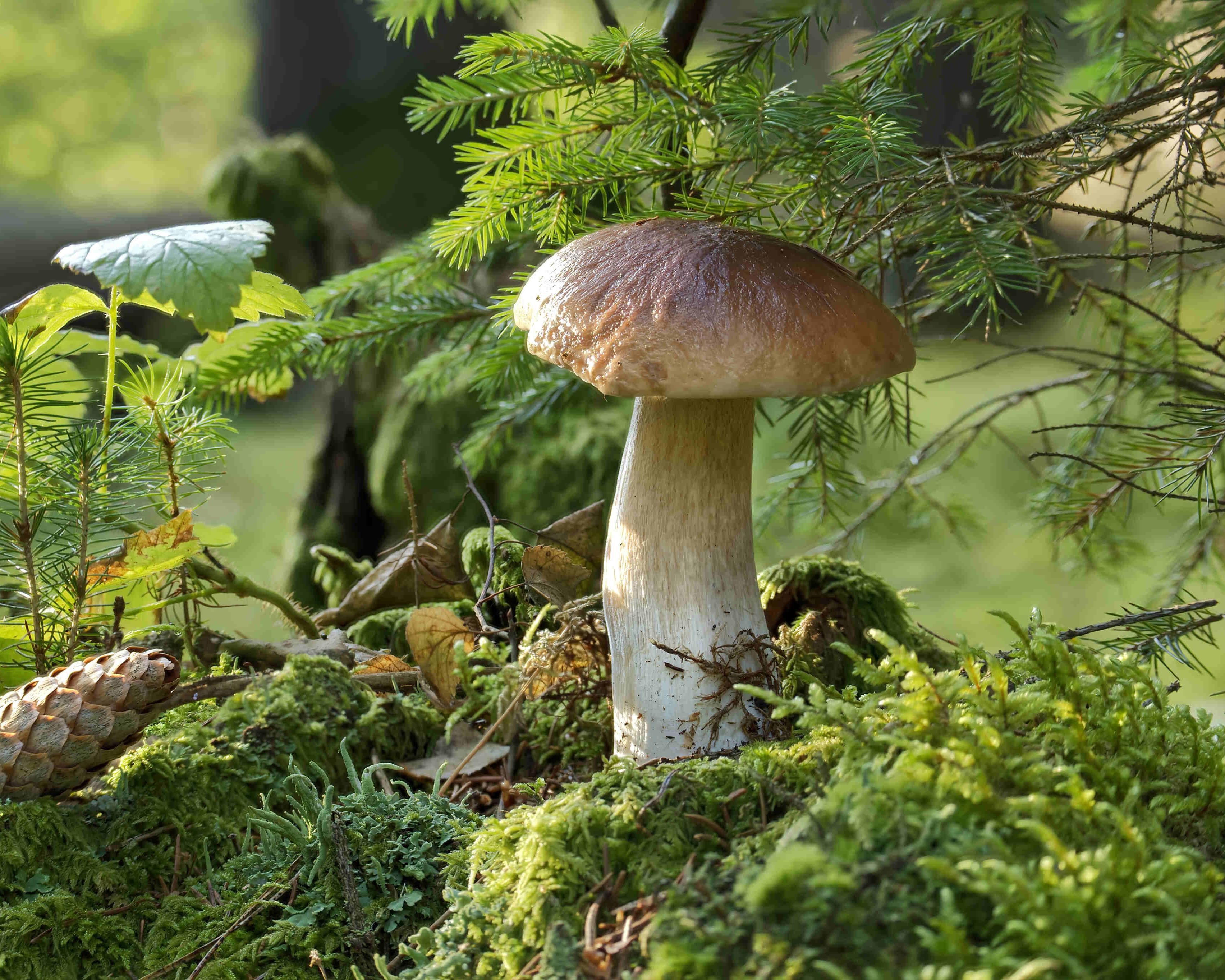 Biodiversity workshops for citizens announced