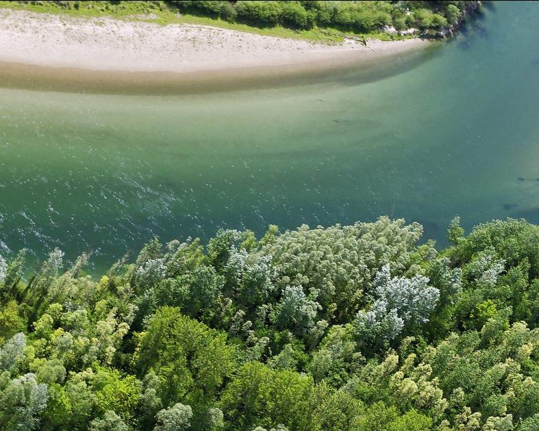 Discovering the Flora and Fauna of the Drava River
