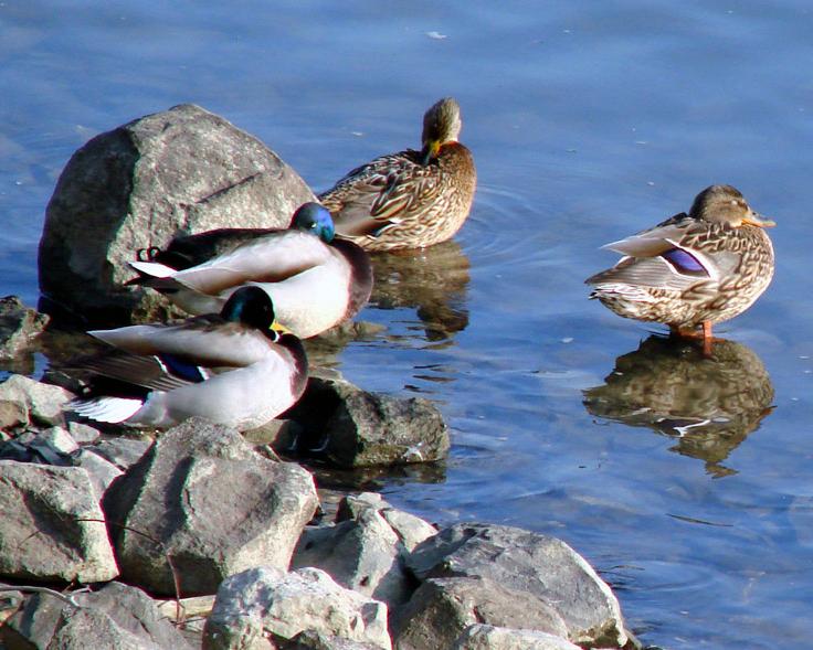 duck